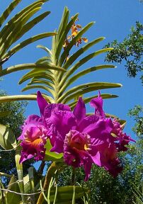 jardin