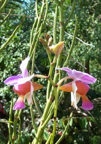 orchidees
