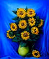 Mab : Bouquet de tournesols