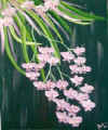stphanie mayot : la grappe d orchides
