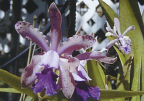 jardin orchidees