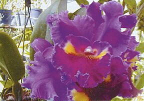 jardin orchidees