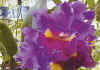 jardin orchidees
